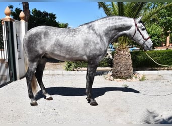 PRE, Hengst, 4 Jahre, 170 cm, Schimmel