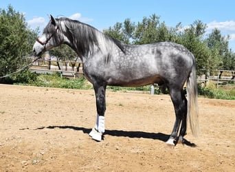 PRE, Hengst, 4 Jahre, 170 cm, Schimmel
