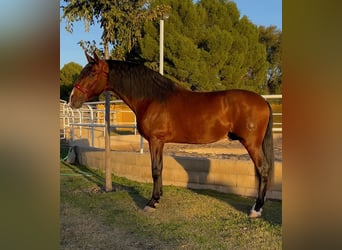 PRE, Hengst, 4 Jahre, 171 cm, Brauner