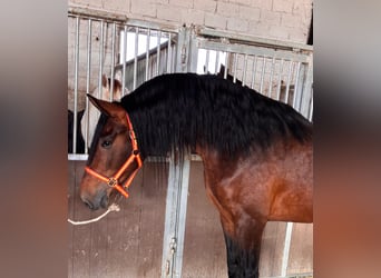 PRE, Hengst, 4 Jahre, 171 cm, Brauner