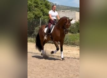 PRE Mix, Hengst, 4 Jahre, 171 cm, Brauner