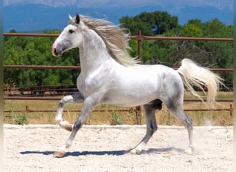 PRE Mix, Hengst, 4 Jahre, 171 cm, Schimmel