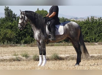 PRE Mix, Hengst, 4 Jahre, 171 cm, Schimmel