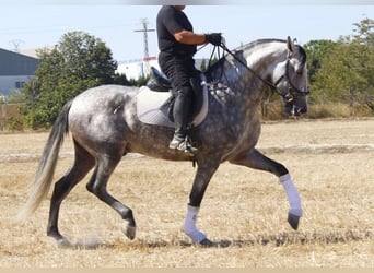 PRE Mix, Hengst, 4 Jahre, 171 cm, Schimmel