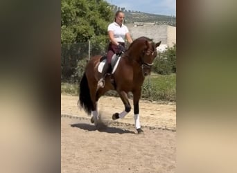 PRE, Hengst, 4 Jahre, 172 cm, Brauner