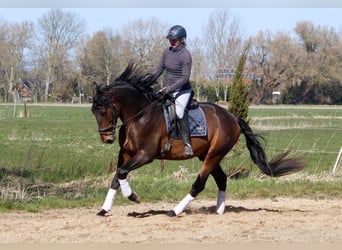 PRE, Hengst, 4 Jahre, 172 cm, Brauner