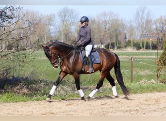 PRE, Hengst, 4 Jahre, 172 cm, Brauner