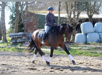 PRE, Hengst, 4 Jahre, 172 cm, Brauner