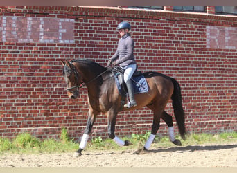 PRE, Hengst, 4 Jahre, 172 cm, Brauner