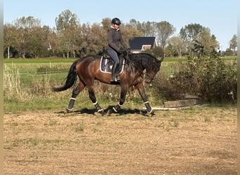 PRE, Hengst, 4 Jahre, 172 cm, Brauner