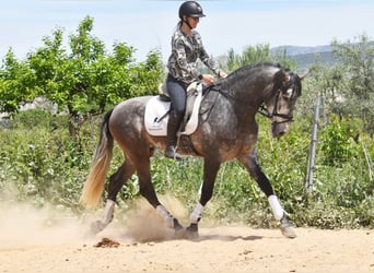 PRE, Hengst, 4 Jahre, 172 cm, Schimmel