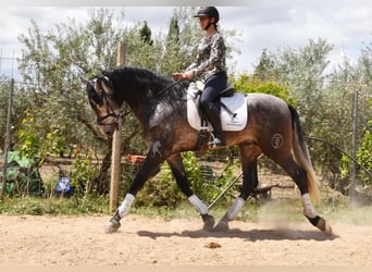 PRE, Hengst, 4 Jahre, 172 cm, Schimmel
