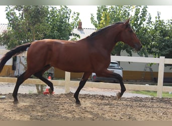PRE Mix, Hengst, 4 Jahre, 173 cm, Brauner