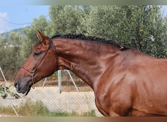 PRE Mix, Hengst, 4 Jahre, 173 cm, Brauner