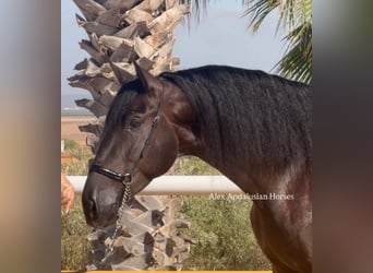 PRE Mix, Hengst, 4 Jahre, 173 cm, Rappe