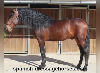 PRE Mix, Hengst, 4 Jahre, 174 cm, Brauner