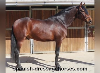 PRE Mix, Hengst, 4 Jahre, 174 cm, Brauner