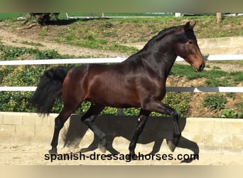 PRE Mix, Hengst, 4 Jahre, 174 cm, Brauner