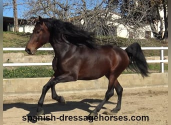 PRE Mix, Hengst, 4 Jahre, 174 cm, Brauner