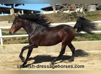 PRE Mix, Hengst, 4 Jahre, 174 cm, Brauner