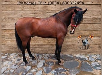 PRE Mix, Hengst, 4 Jahre, 174 cm, Brauner