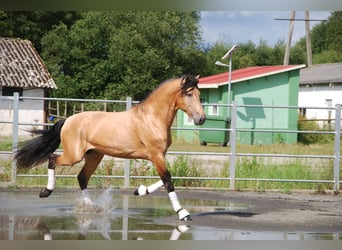 PRE, Hengst, 4 Jahre, 175 cm, Buckskin
