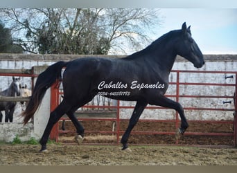 PRE Mix, Hengst, 4 Jahre, 175 cm, Rappe