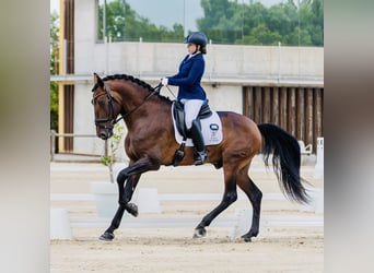 PRE Mix, Hengst, 4 Jahre, 178 cm, Brauner