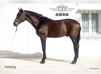 PRE, Hengst, 4 Jahre, 180 cm, Brauner