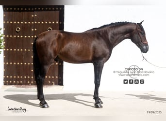 PRE, Hengst, 4 Jahre, 180 cm, Brauner