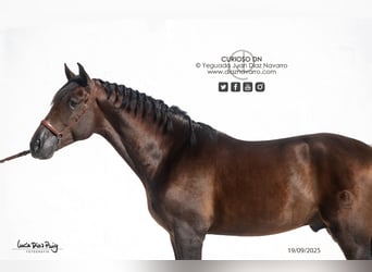 PRE, Hengst, 4 Jahre, 180 cm, Brauner