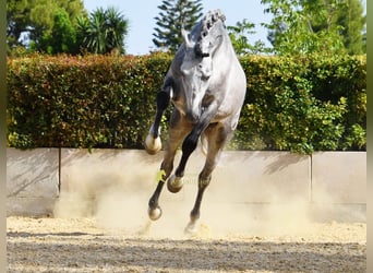 PRE, Hengst, 4 Jahre, Schimmel