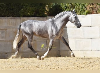 PRE, Hengst, 4 Jahre, Schimmel
