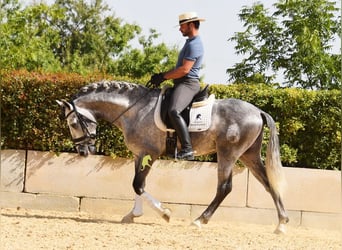 PRE, Hengst, 4 Jahre, Schimmel