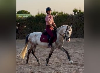 PRE Mix, Hengst, 5 Jaar, 142 cm, Appelschimmel