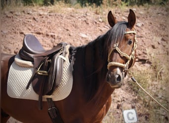 PRE Mix, Hengst, 5 Jaar, 156 cm, Bruin