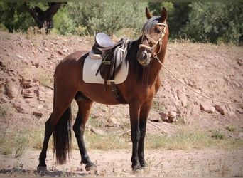 PRE Mix, Hengst, 5 Jaar, 156 cm, Bruin