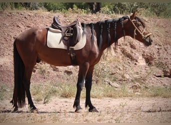 PRE Mix, Hengst, 5 Jaar, 156 cm, Bruin