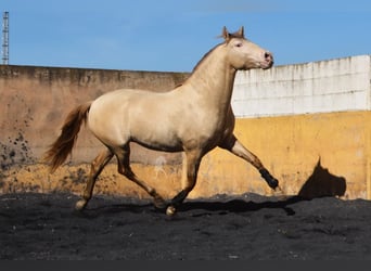 PRE, Hengst, 5 Jaar, 157 cm, Pearl