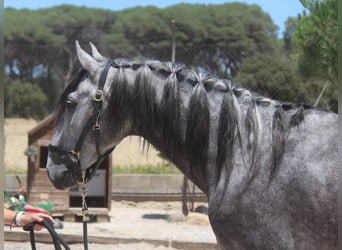 PRE Mix, Hengst, 5 Jaar, 158 cm, Appelschimmel