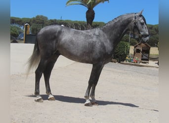 PRE Mix, Hengst, 5 Jaar, 158 cm, Appelschimmel