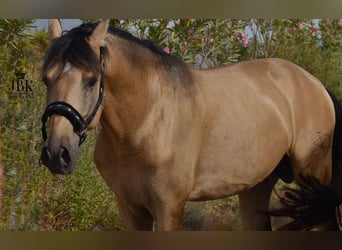 PRE, Hengst, 5 Jaar, 158 cm, Falbe