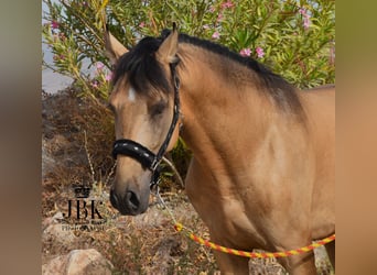 PRE, Hengst, 5 Jaar, 158 cm, Falbe