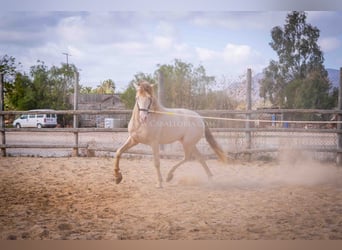 PRE, Hengst, 5 Jaar, 158 cm, Perlino