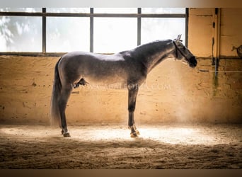 PRE, Hengst, 5 Jaar, 159 cm, Blauwschimmel