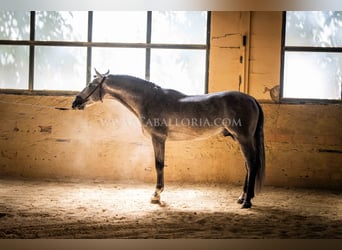 PRE, Hengst, 5 Jaar, 159 cm, Blauwschimmel