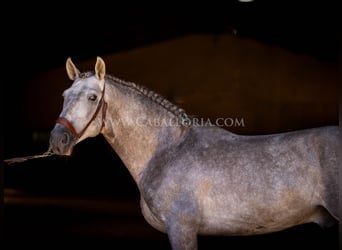 PRE, Hengst, 5 Jaar, 159 cm, Blauwschimmel