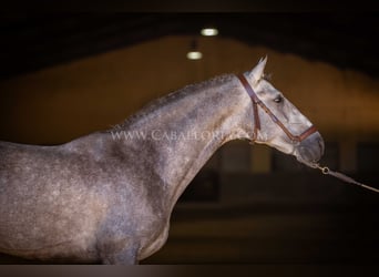 PRE, Hengst, 5 Jaar, 159 cm, Blauwschimmel