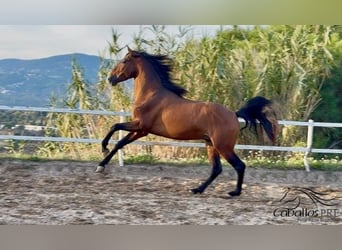 PRE Mix, Hengst, 5 Jaar, 159 cm, Bruin