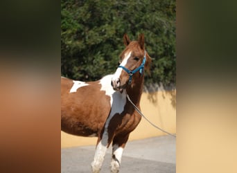 PRE Mix, Hengst, 5 Jaar, 159 cm, Gevlekt-paard